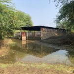 Sardar Sarovar Dam, Chikhalda, Narmada river, Narmada flood, Narmada Bachao Andolan, Medha Patkar, Dhanghar, cattle, livestock, buffaloes, cows, milk price, Narmada Valley Development Authority, rehabilitation and resettlement, Nisarpur, Kadmal, Dhar district, Madhya Prades, Kamal Nath, Narmada Water Disputes Tribunal,