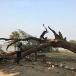 A 2018 photo of tree felling in Gahmar village in Ghazipur. Photo by Kanchan Srivastava.