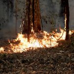 2020-01-05T022254Z_1_LYNXMPEG0401K_RTROPTP_4_AUSTRALIA-BUSHFIRES (1)
