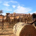 Australia camel shooting, feral camels, Australian feral camels, Australia fire, Australia bushfire, Australia wildfire, New South Wales, South Australia, Western Australia, feral animals, pest species, drought, heatwave, Sydney, Kangaroo Island, koalas, Anangu Pitjantjatjara Yankunytjatjara lands,