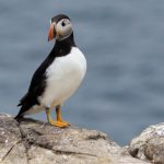 david-heslop-aYgXYoAjacE-unsplash