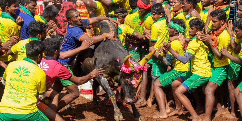 SC Reserves Verdict on Batch of Pleas Against Bull-Taming Sport Jallikattu - Vimarsana News