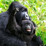 Mountain-gorillas-in-Viru-009