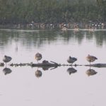 Ramsar Convention, Ramsar site, World Wetlands Day, wetlands, Deepor Beel, urbanisation, urban development, Kolleru Lake, Sarus cranes, black-necked storks, National Wetlands Atlas of India, Prakash Javadekar, Nandur Madhmeshwar bird sanctuary, Beas Conservation Reserve, Wetlands International South Asia, Surajpur wetland, National Green Tribunal,