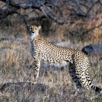 Asiatic cheetah, cheetah, African cheetah, wild elephants, grasslands, drylands, Prosopis juliflora, water hyacinth, mesquite, pastoralists, pastoral communities, National Tiger Conservation Authority, Sariska tiger reserve, tigers, Asiatic lions, chinkara, wolves, blackbuck, gaur, Indian bison, Velavadar, Tal Chapar, Kuno-Palpur,