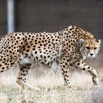 male Asiatic cheetah
