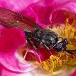 black soldier fly, maggots, larvae, pupae, kitchen waste, organic waste, organic matter, rotting, decomposition, detritivores, composting, biogas, manure, disease vectors, Diptera, Hermetia illucens,