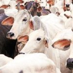 Indigenous Cows