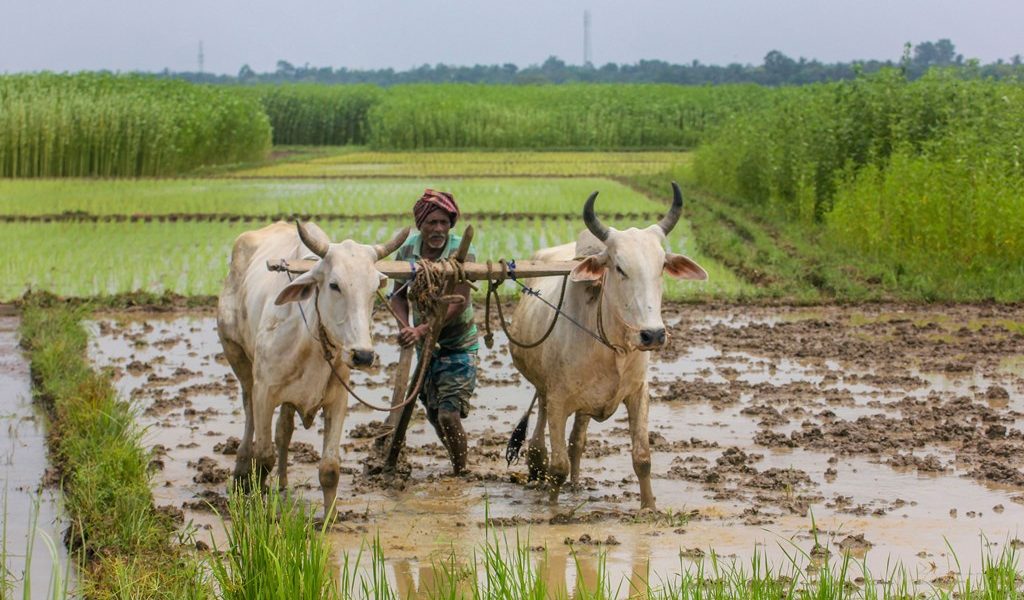 Exclusive Farmers Owed Rs 3 000 Crore In Crop Insurance Claims 7