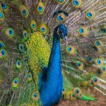julian-andres-carmona-serrato-PpfAtBh33ns-unsplash-1024x682