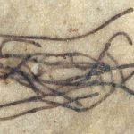 2020-02-24T222810Z_2_LYNXNPEG1N242_RTROPTP_4_SCIENCE-SEAWEED-1-1024x684
