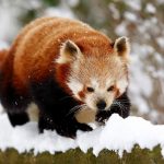 2020-02-26T215942Z_1_LYNXNPEG1P2BS_RTROPTP_4_SCIENCE-REDPANDA (1)