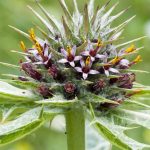 Gundelia_tournefortii_-_Gundelia_01-small