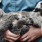 injured-koala