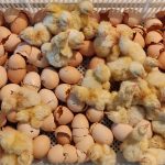 hatchlings