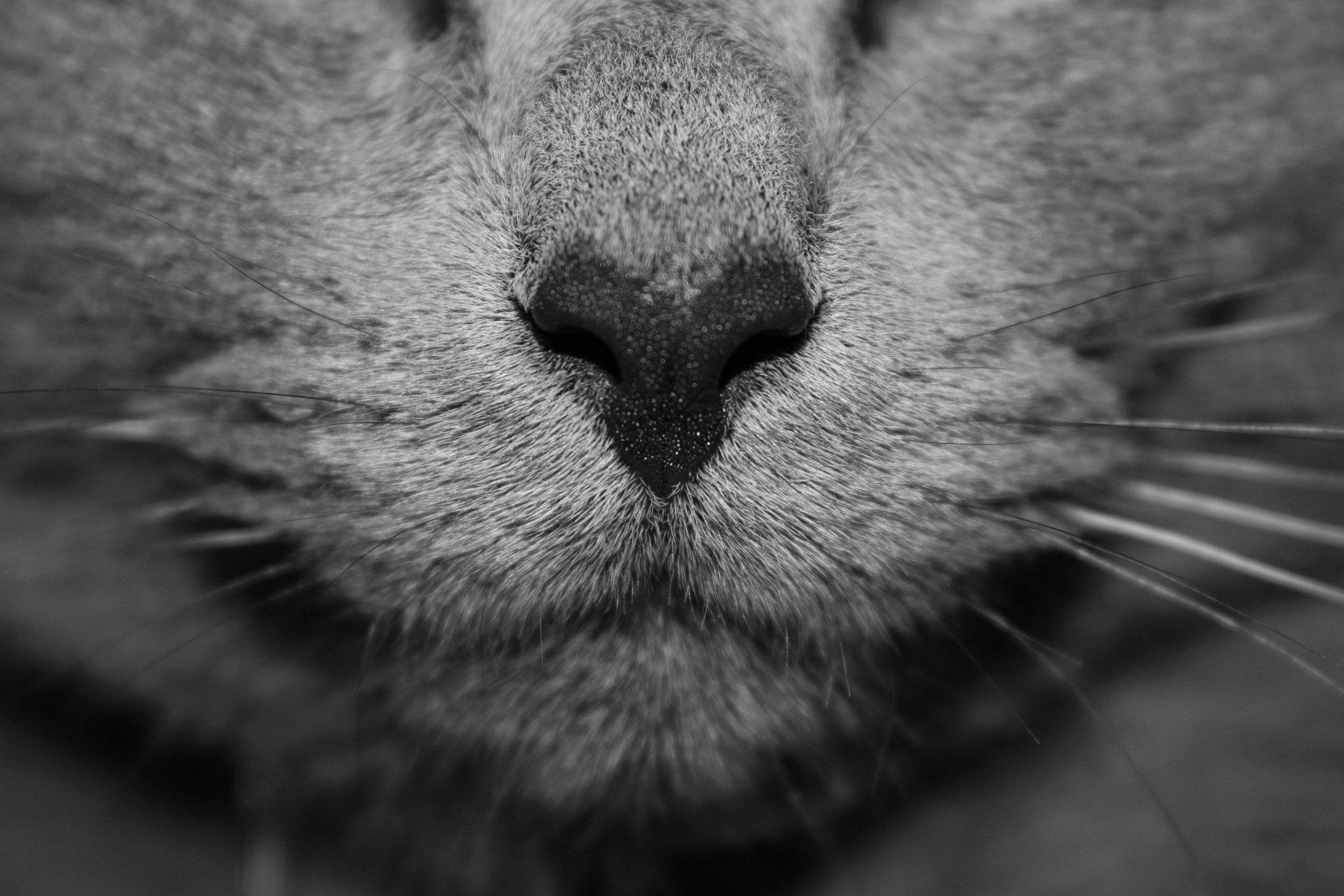 alejandra-coral-l_kj9sjROZc-unsplash