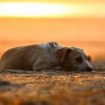 stray-dof-sarfraz