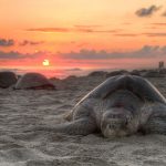 1024px-Turtle_golfina_escobilla_oaxaca_mexico_claudio_giovenzana_2010