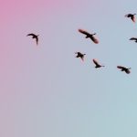 gauravdeep-singh-bansal-caC13DIDe9E-unsplash