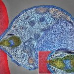 malaria parasite