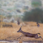 Chinkara, at the National Desert Park, near Jaisalmar, Rajasthan. Photo: Flickr/Santanu Sen (CC BY-NC-ND 2.0)