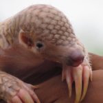 Young Indian pangolin_Rajesh_Kumar_Mohapatra_