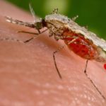 malaria mosquito