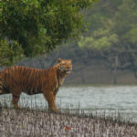 Sundarban_Tiger