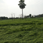 Bihar crop