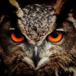 bird-eyes-animals-birds-865961