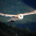 Barn_Owl_flying