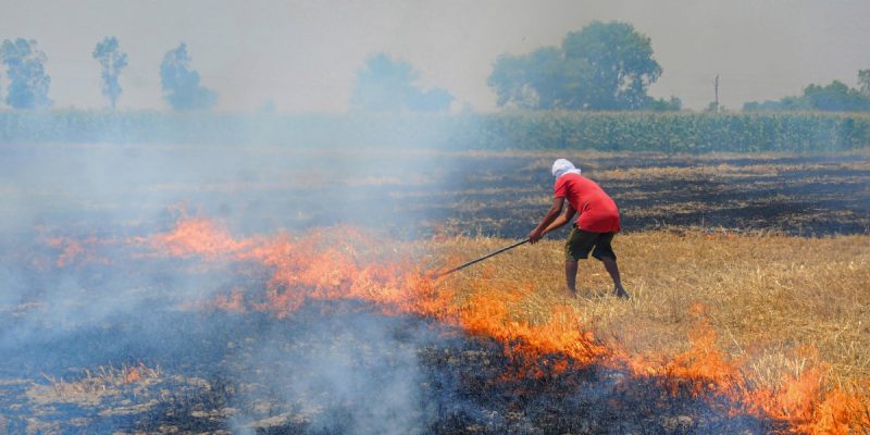 Punjab Records 30% Less Stubble Fires This Year But Burnt Area Remains Almost the Same - Vimarsana News