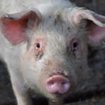 pig