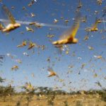 locust