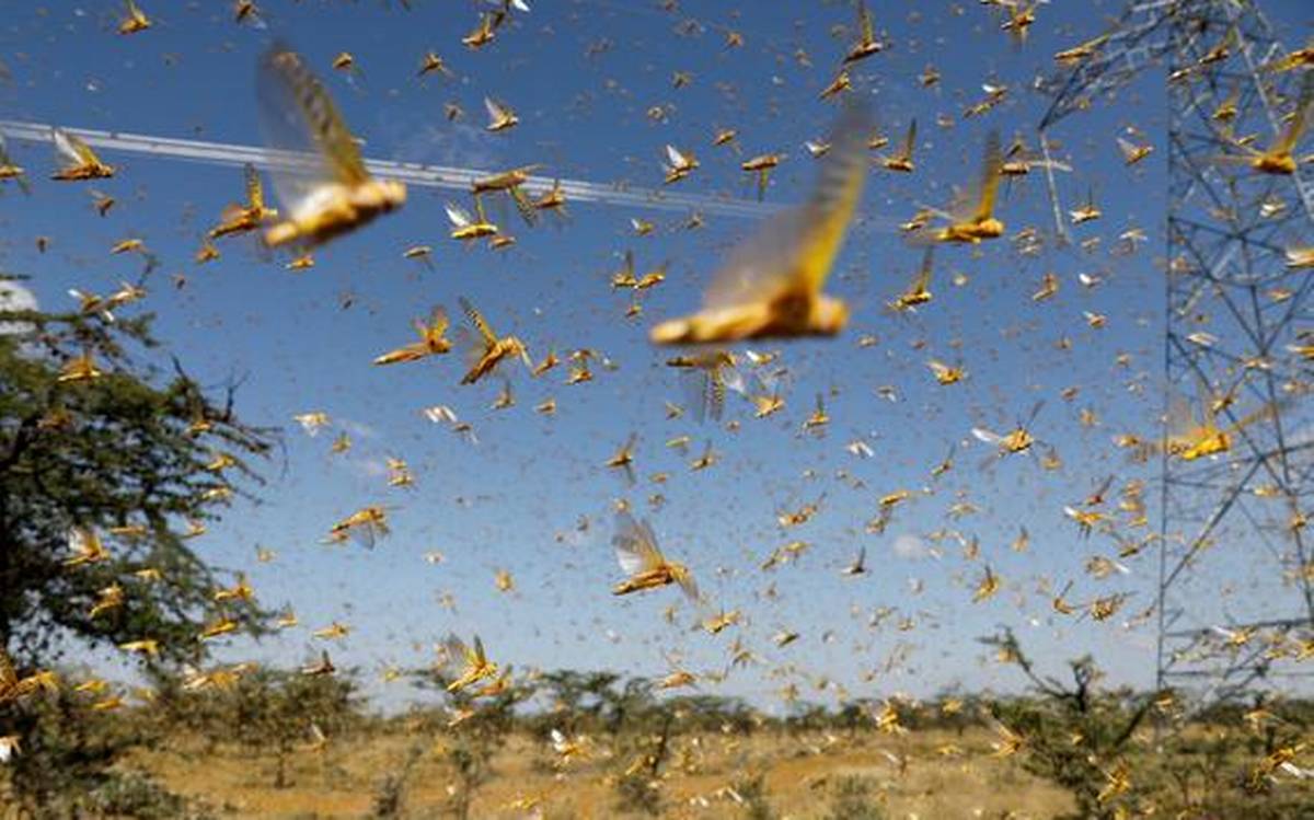 How Do You Fight the Locusts? The Wire Science