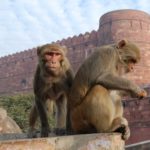rhesus macaques