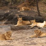 lions
