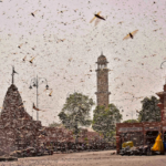 Swarms of locusts in the walled city of Jaipur, Rajasthan, Monday, May 25, 2020. More than half of Rajasthan’s 33 districts are affected by invasion by these crop-munching insects. Photo: PTI