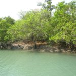 mangrove_sundarbans