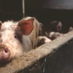 nature-farmer-dutch-hd-wallpaper-66627