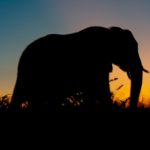 silhouette-photo-of-elephant-during-golden-hour-2677843