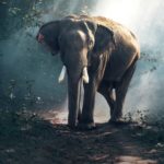 view-of-elephant-in-water-247431