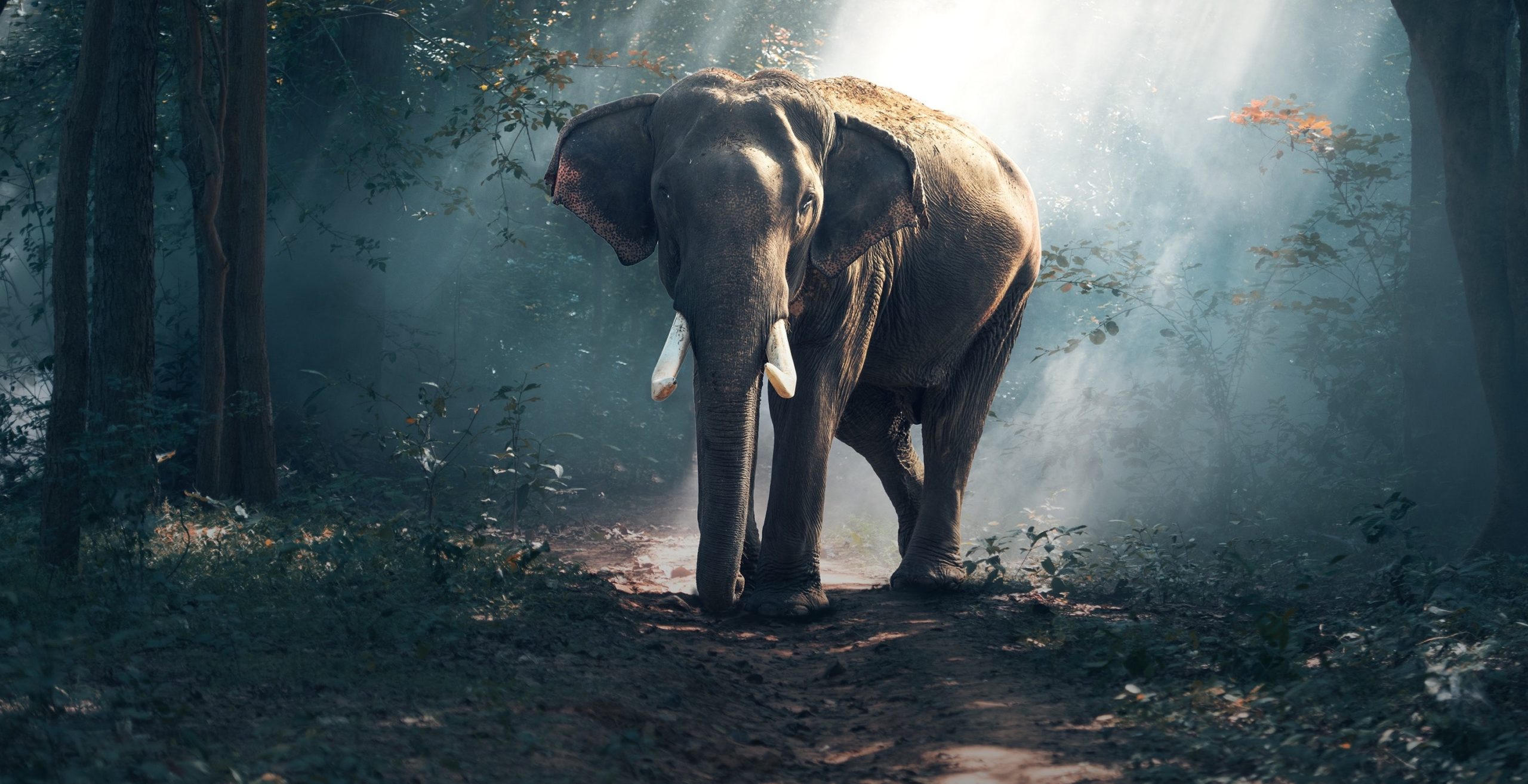 view-of-elephant-in-water-247431