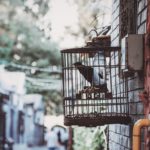 black-bird-inside-cage-2884578