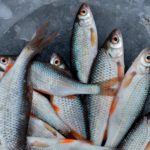 fish-catch-2792153