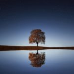 background-beautiful-blossom-calm-waters-268533