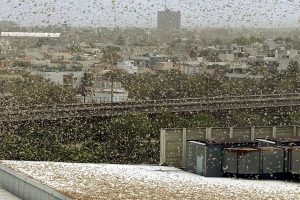 Locust Swarms Enter Gurgaon, Border Areas in Delhi; Several UP Districts Suffer Crop Damage