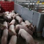 FILE PHOTO: Workers move young pigs at a farm in Guangxi