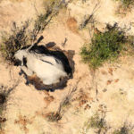A dead elephant is seen in this undated handout image in Okavango Delta