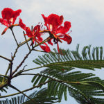 Flower,_leaves_&_pods_I_IMG_8687